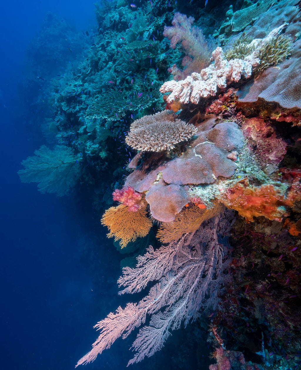 Scott Reef: Like Nowhere Else on Earth