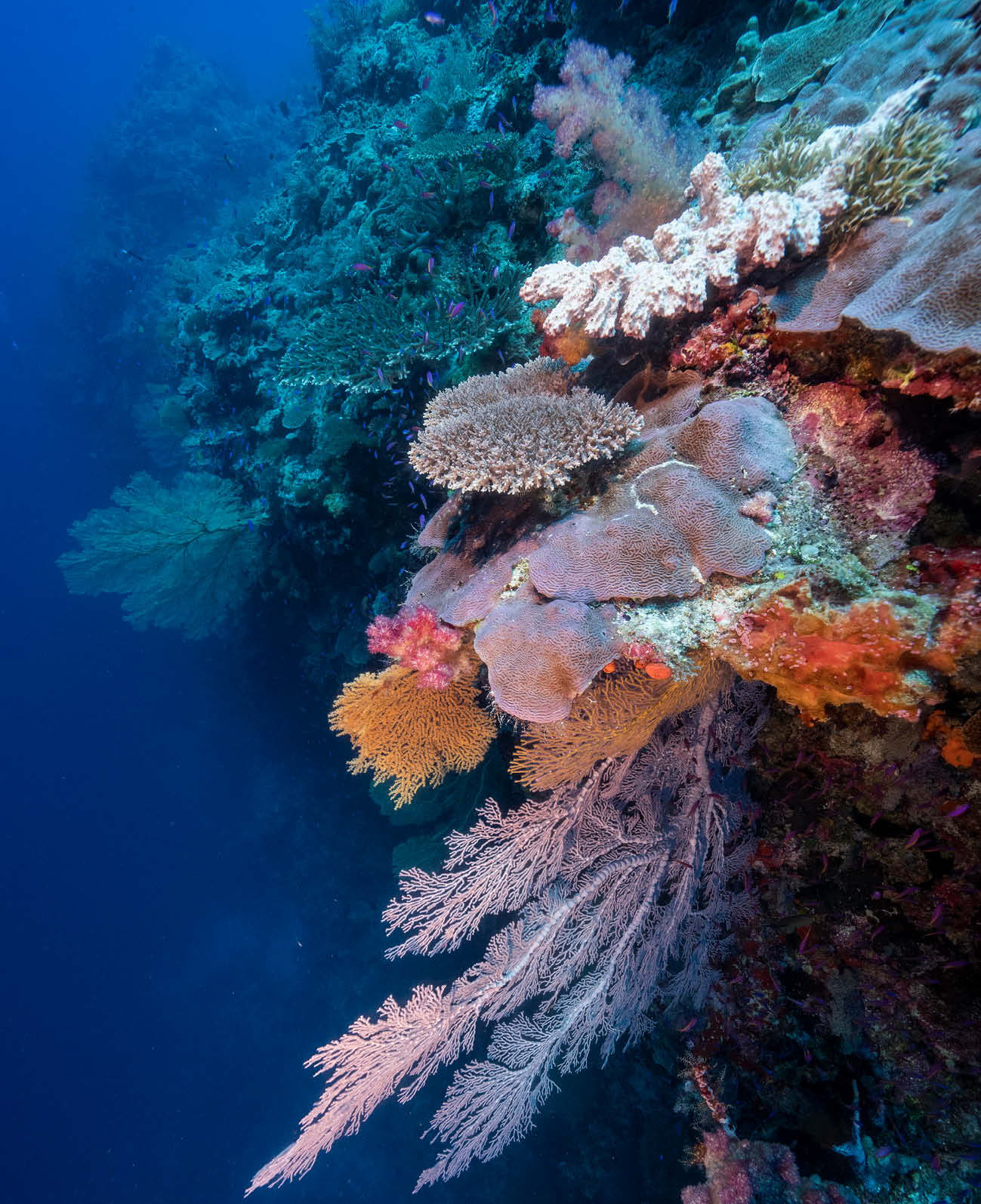 Scott Reef: Like Nowhere Else on Earth
