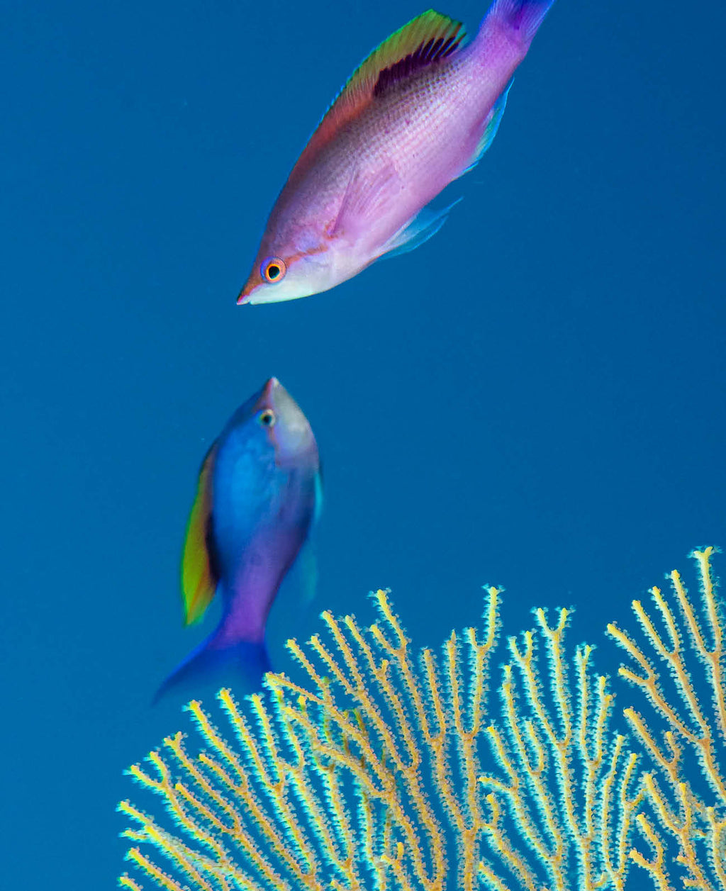 Scott Reef: Like Nowhere Else on Earth