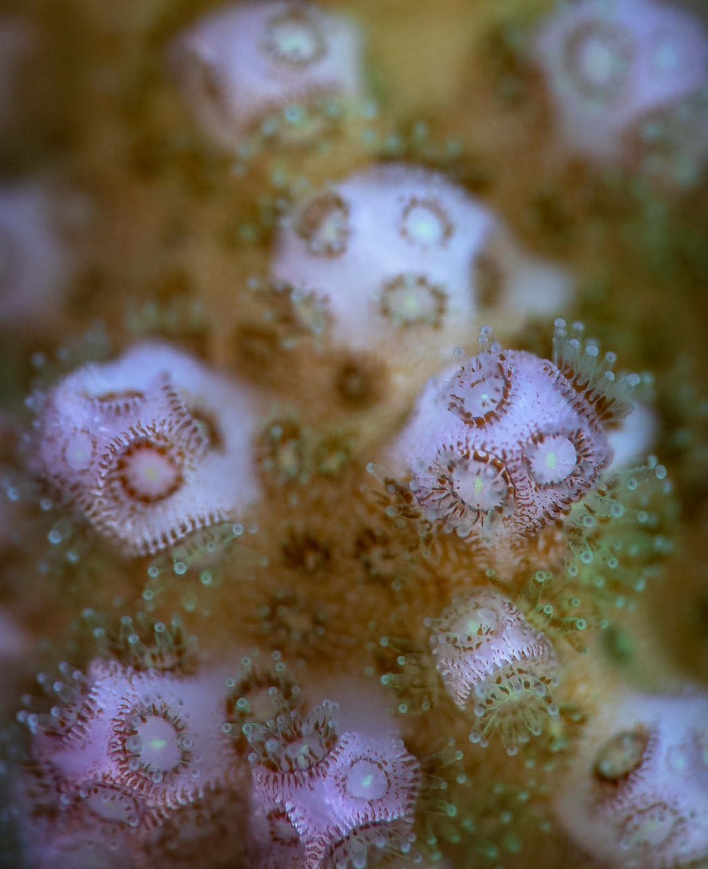 Scott Reef: Like Nowhere Else on Earth